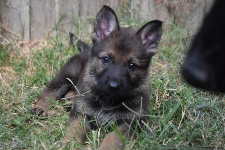 Kaiju, a German Shepherd Dog tested with EmbarkVet.com