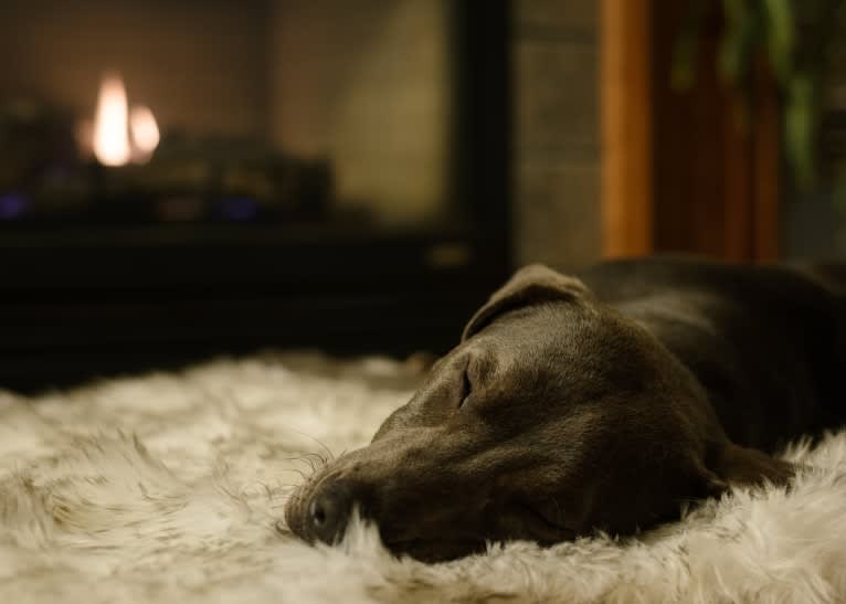 Sophie, a Labrador Retriever and American Pit Bull Terrier mix tested with EmbarkVet.com