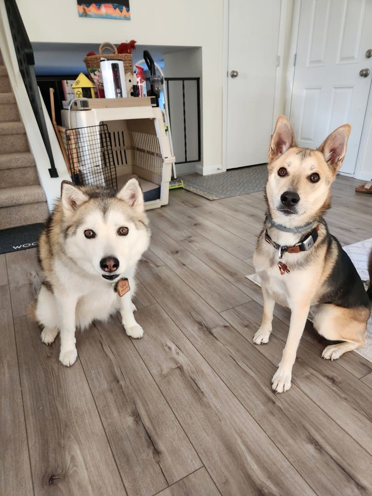 Max, a German Shepherd Dog and Alaskan Malamute mix tested with EmbarkVet.com