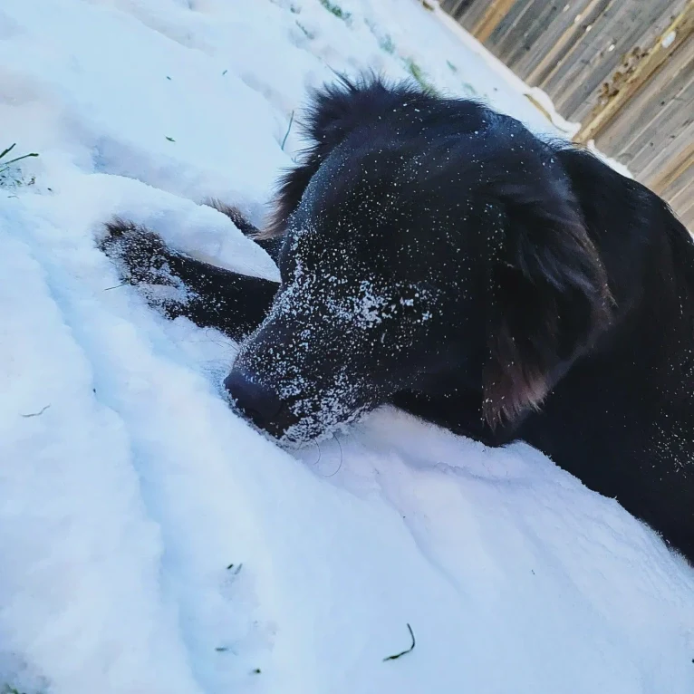 Bowser, an American Pit Bull Terrier and Siberian Husky mix tested with EmbarkVet.com