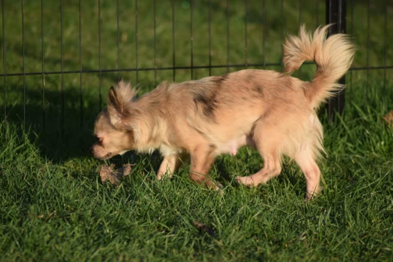 Brea, a Chihuahua tested with EmbarkVet.com