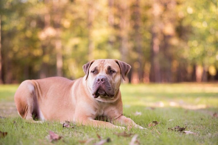 BELLA, a Boerboel tested with EmbarkVet.com