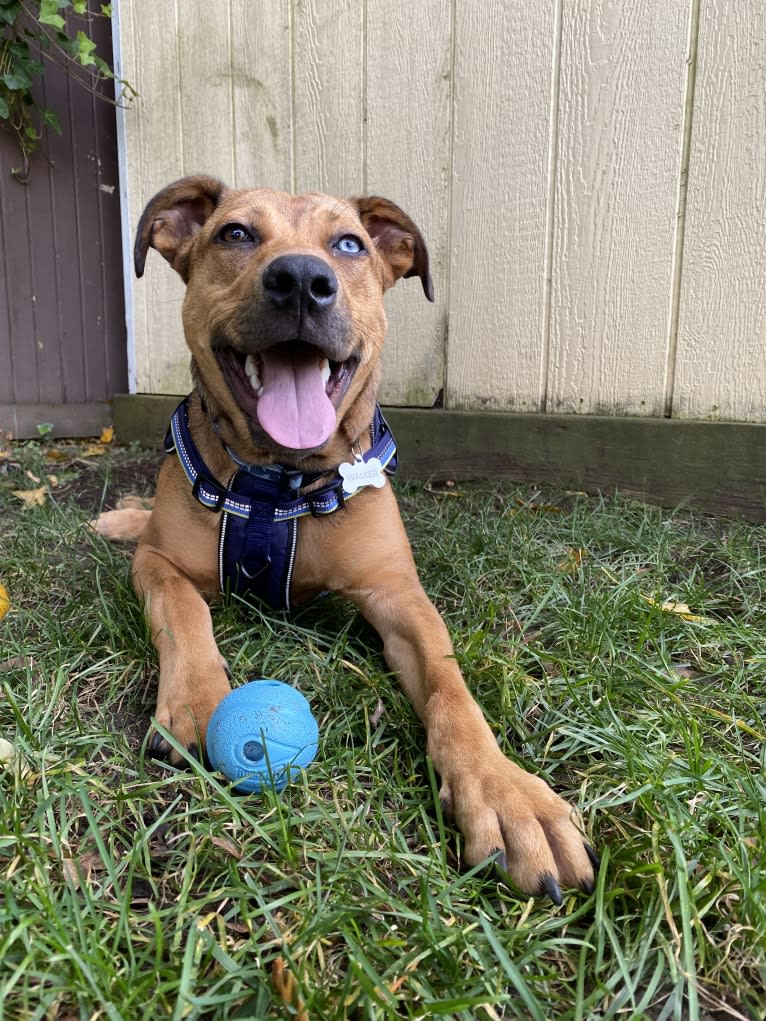 Walker, an American Pit Bull Terrier and Rottweiler mix tested with EmbarkVet.com