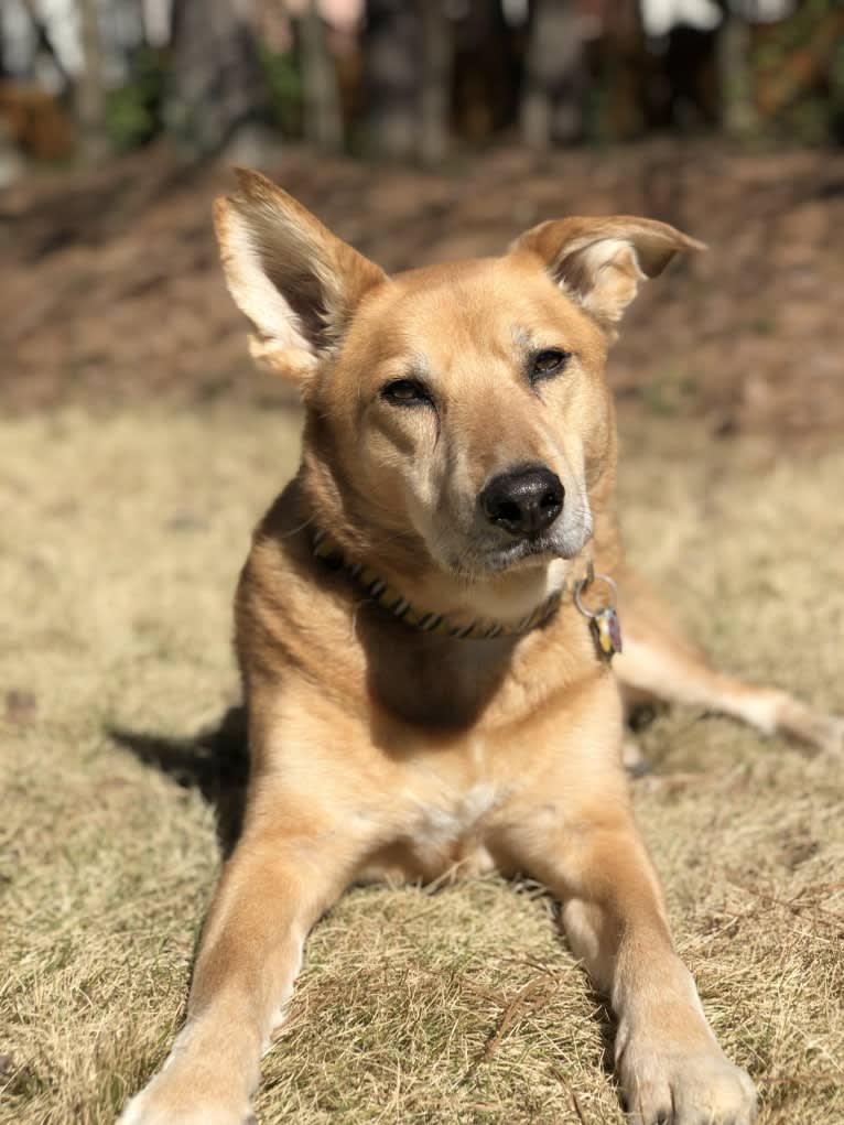 Bradley, a Chow Chow and German Shepherd Dog mix tested with EmbarkVet.com