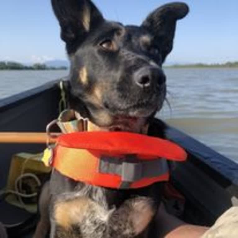 Noosa, an Australian Cattle Dog and German Shepherd Dog mix tested with EmbarkVet.com