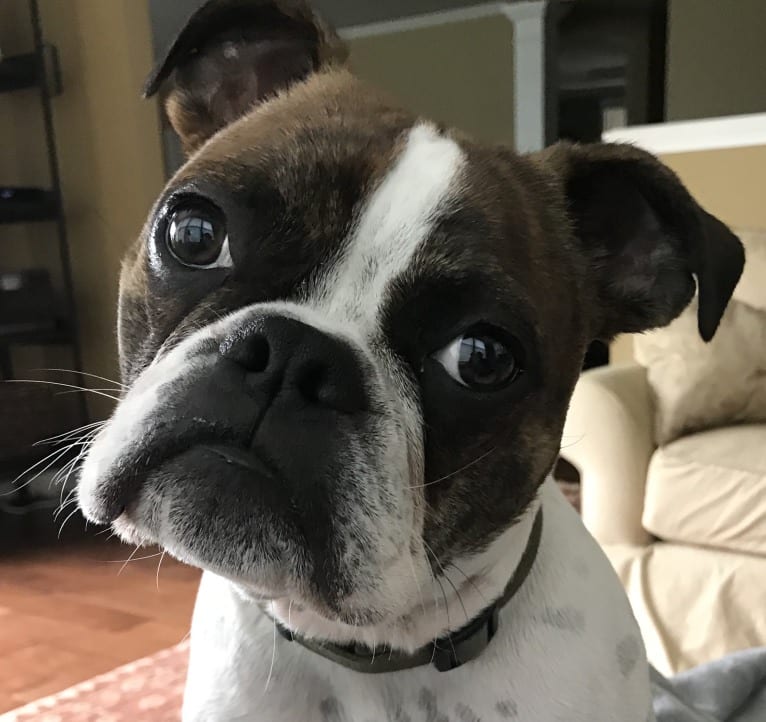 Milo, a Boston Terrier and Bulldog mix tested with EmbarkVet.com