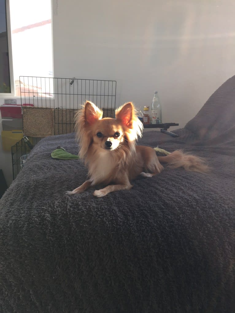 L'il Critter, a Chihuahua tested with EmbarkVet.com