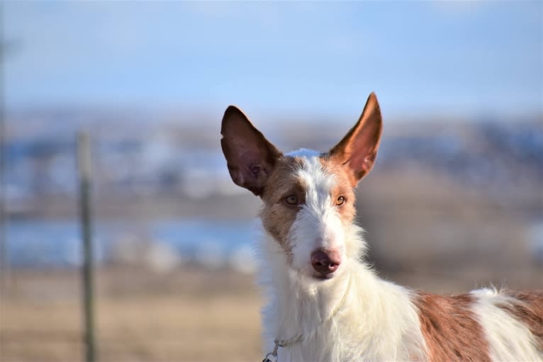 Bowie, an Ibizan Hound tested with EmbarkVet.com