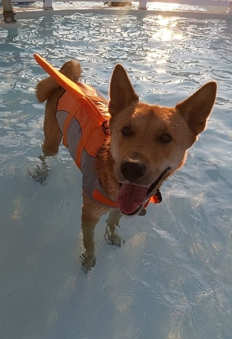 Apollo, a Jindo tested with EmbarkVet.com