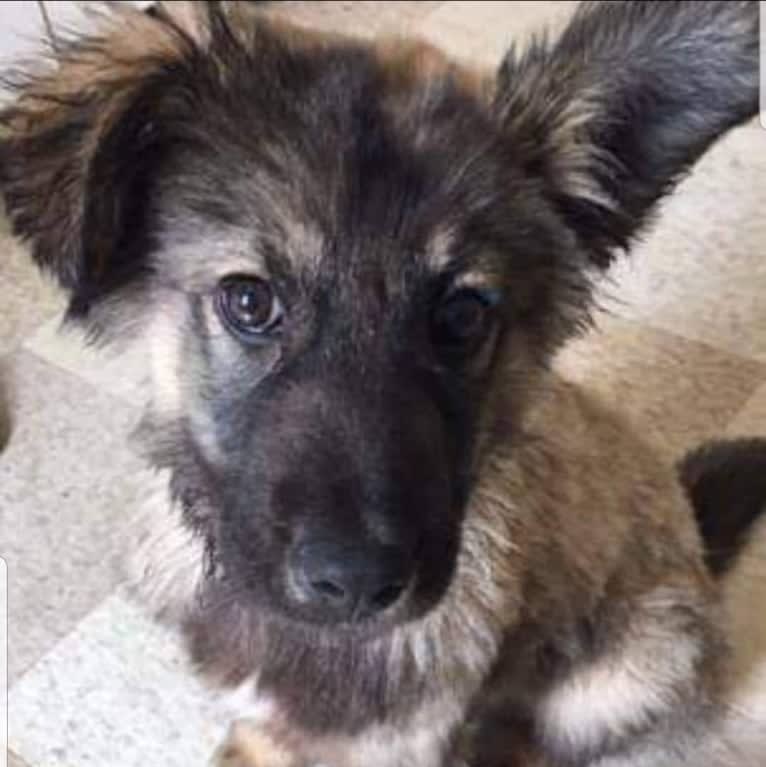 Oakley, an Alaskan Malamute and German Shepherd Dog mix tested with EmbarkVet.com