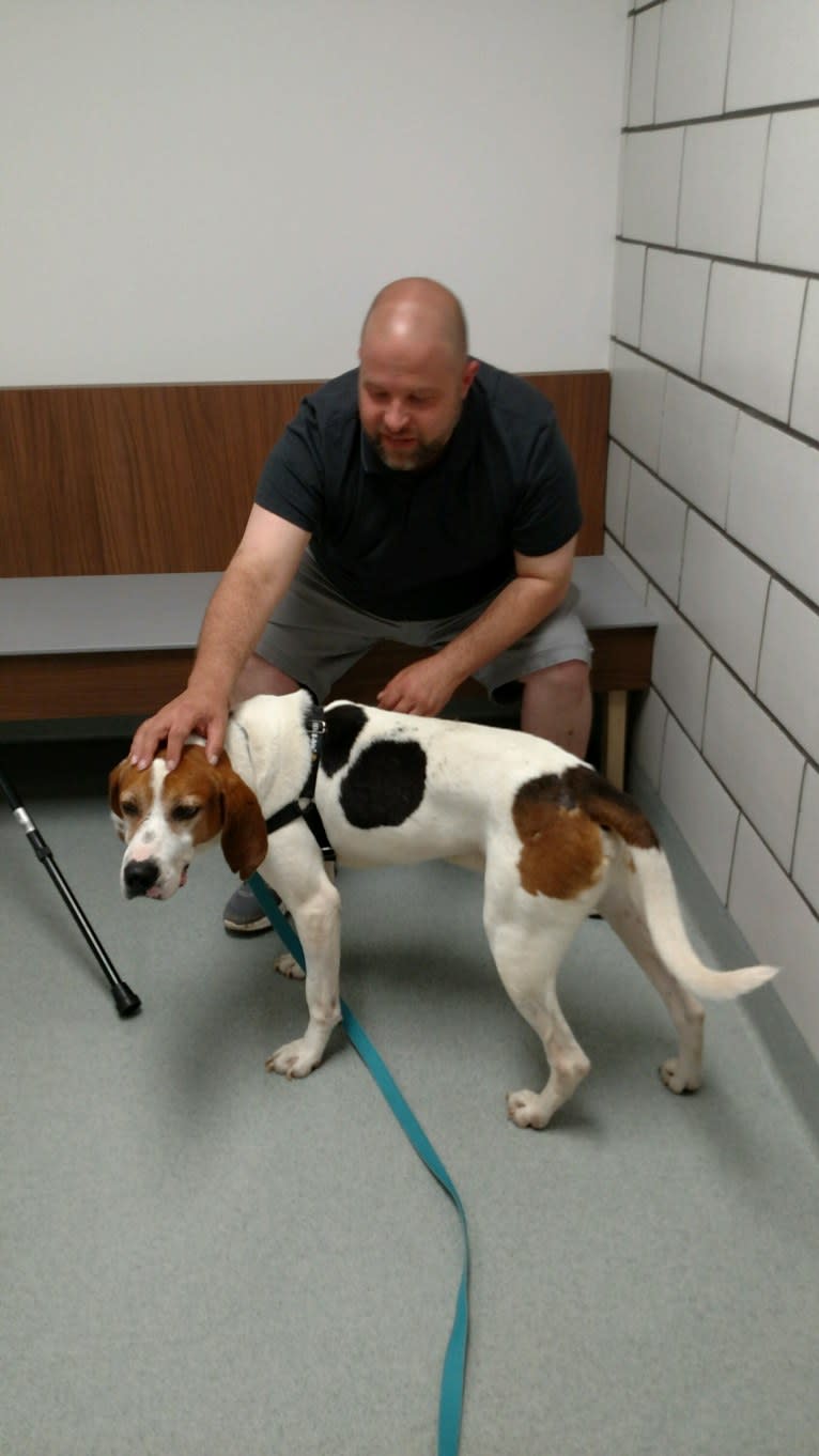 Little Joe, aka "Scar Face,"  Our #1 Hound Dog, a Treeing Walker Coonhound tested with EmbarkVet.com