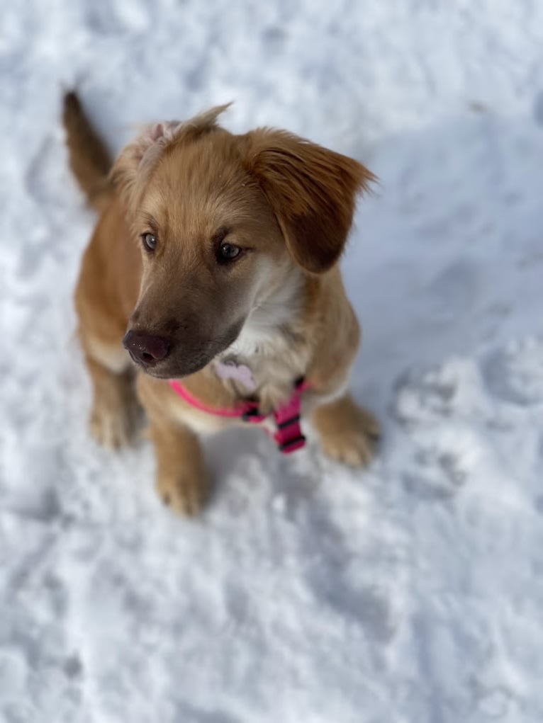 Abbey, an English Springer Spaniel and Siberian Husky mix tested with EmbarkVet.com