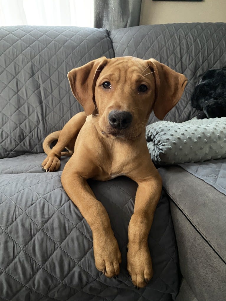 Murphy, a Pointer and Labrador Retriever mix tested with EmbarkVet.com