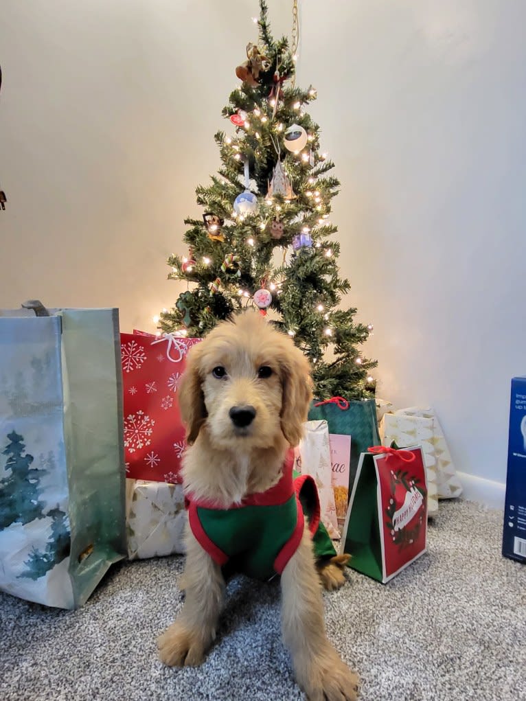 Tobias Lincoln, a Goldendoodle tested with EmbarkVet.com