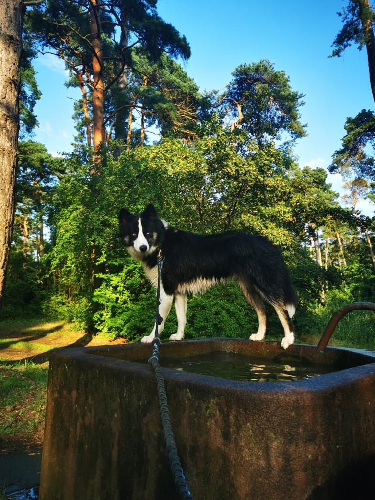 Erkeeni Kuo (Kinjia), a Yakutian Laika tested with EmbarkVet.com