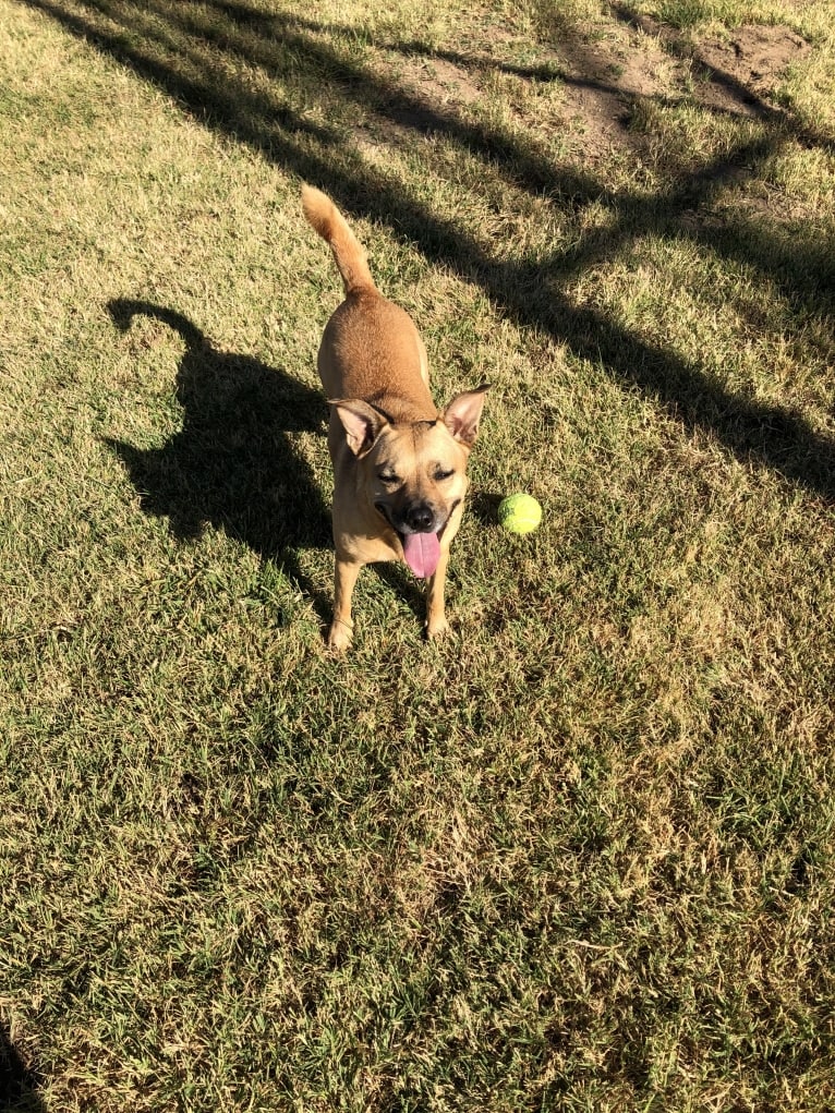 Choice, an American Pit Bull Terrier and Australian Shepherd mix tested with EmbarkVet.com