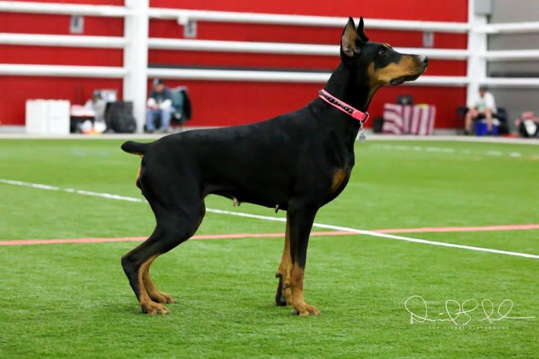 Ryka, a Doberman Pinscher tested with EmbarkVet.com