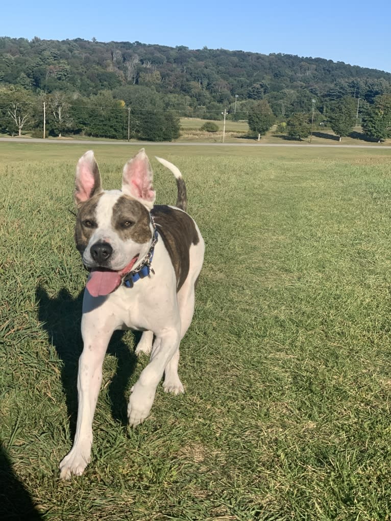 Chief, an American Pit Bull Terrier and American Staffordshire Terrier mix tested with EmbarkVet.com