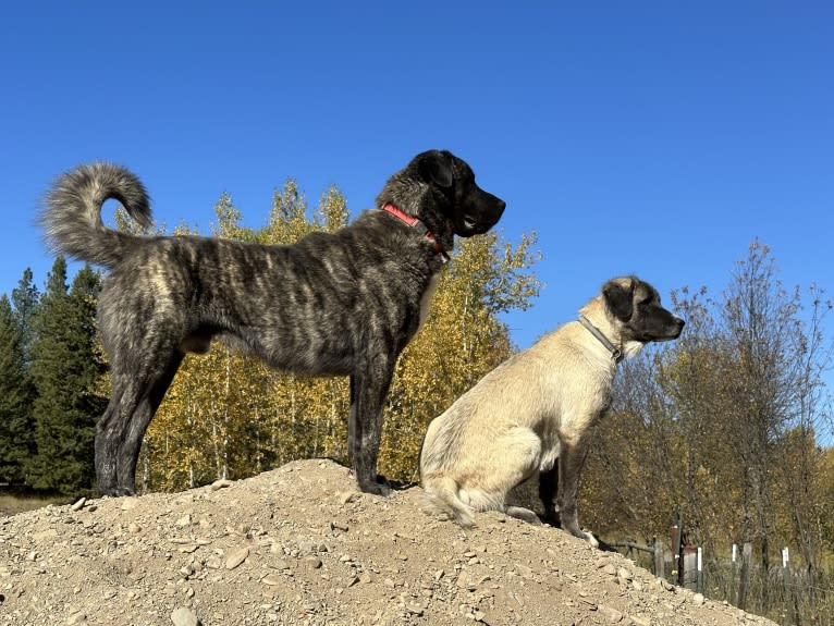 Ares, an Anatolian Shepherd Dog tested with EmbarkVet.com