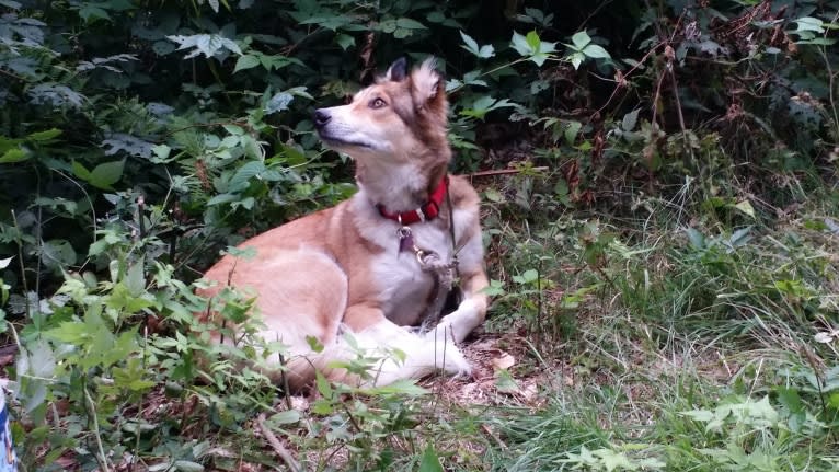 Foxy, an Arabian Village Dog tested with EmbarkVet.com