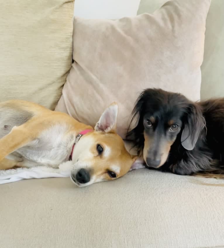 Bunny, a Rat Terrier and Labrador Retriever mix tested with EmbarkVet.com