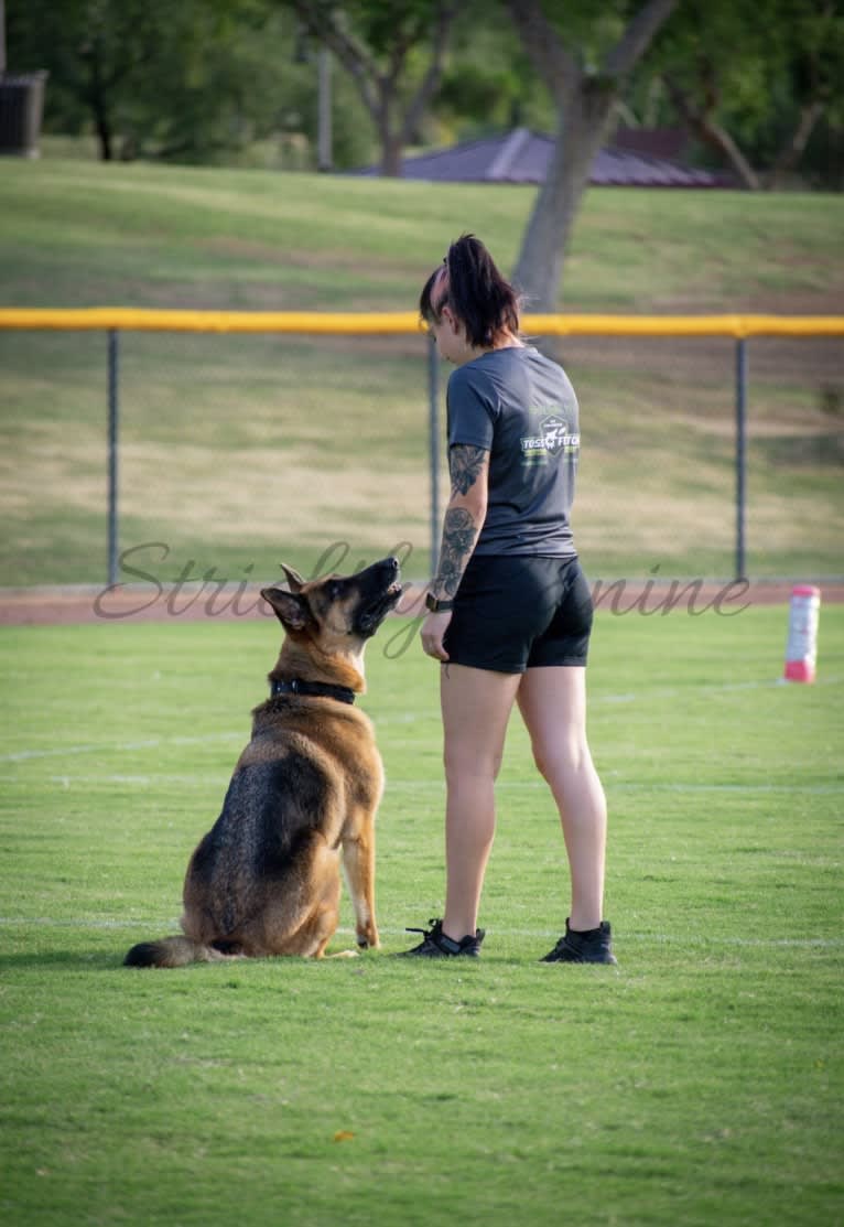 Jonas, a German Shepherd Dog tested with EmbarkVet.com