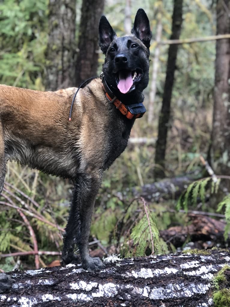 Rook, a Belgian Shepherd tested with EmbarkVet.com