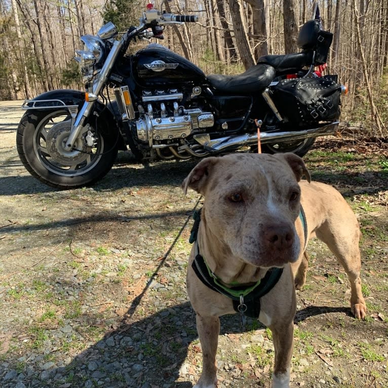 Tammy, an American Pit Bull Terrier and Boxer mix tested with EmbarkVet.com