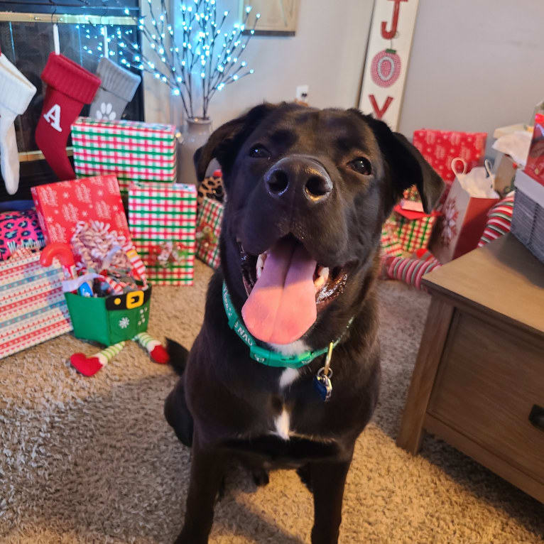 Hunter, a Labrador Retriever and American Bulldog mix tested with EmbarkVet.com