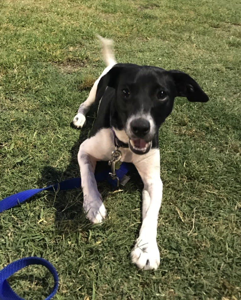 Mojo, a Russell-type Terrier and Chihuahua mix tested with EmbarkVet.com