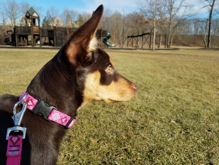 Mercy, an Australian Kelpie tested with EmbarkVet.com