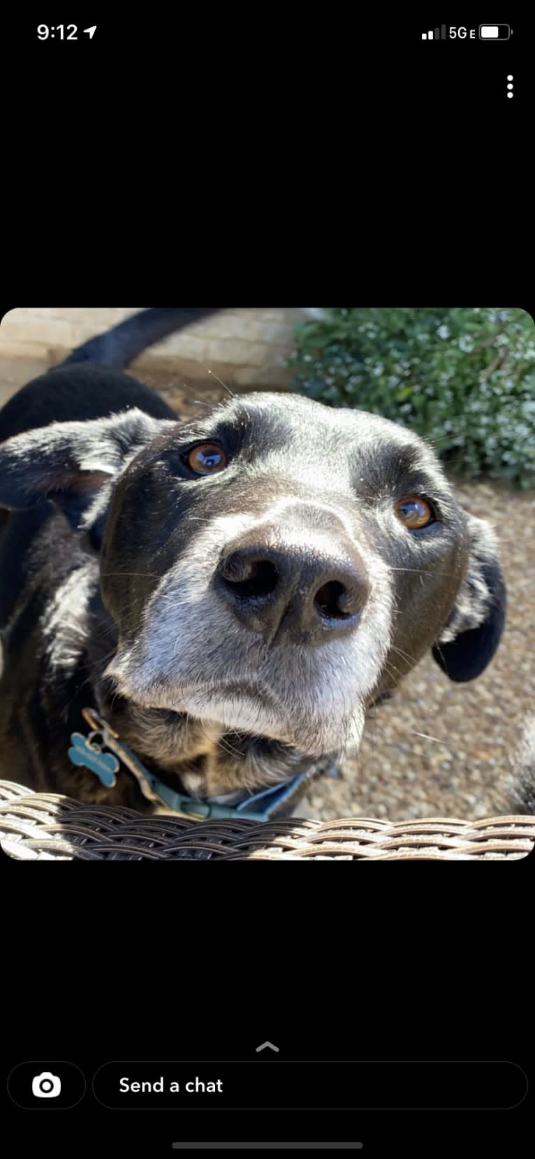 Buddy, an American Pit Bull Terrier and Labrador Retriever mix tested with EmbarkVet.com