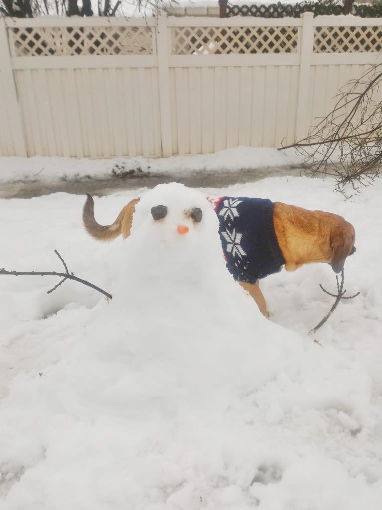 Cody, a Basset Hound and Australian Cattle Dog mix tested with EmbarkVet.com