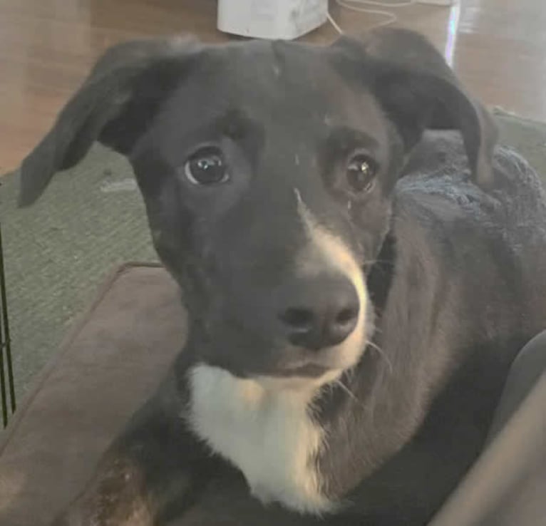 Buddy, an American Pit Bull Terrier and Australian Cattle Dog mix tested with EmbarkVet.com