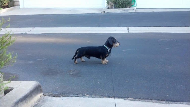 Bentley, a Dachshund tested with EmbarkVet.com