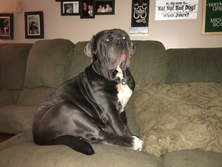 Maui, a Neapolitan Mastiff tested with EmbarkVet.com