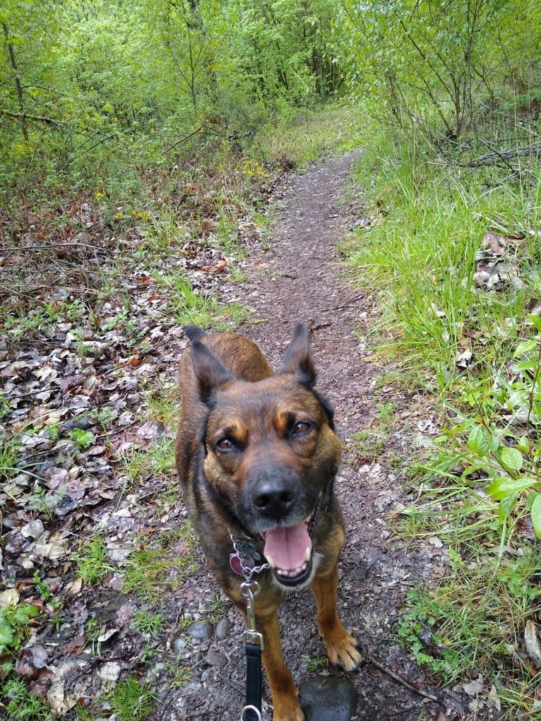 Sadie Fiona, an American Pit Bull Terrier and Belgian Malinois mix tested with EmbarkVet.com