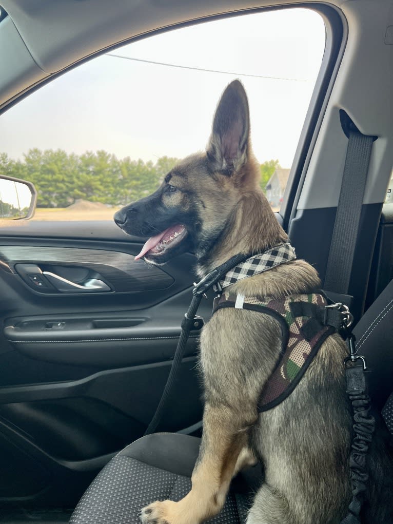 Manfred Von Rexroad, a German Shepherd Dog and American Pit Bull Terrier mix tested with EmbarkVet.com