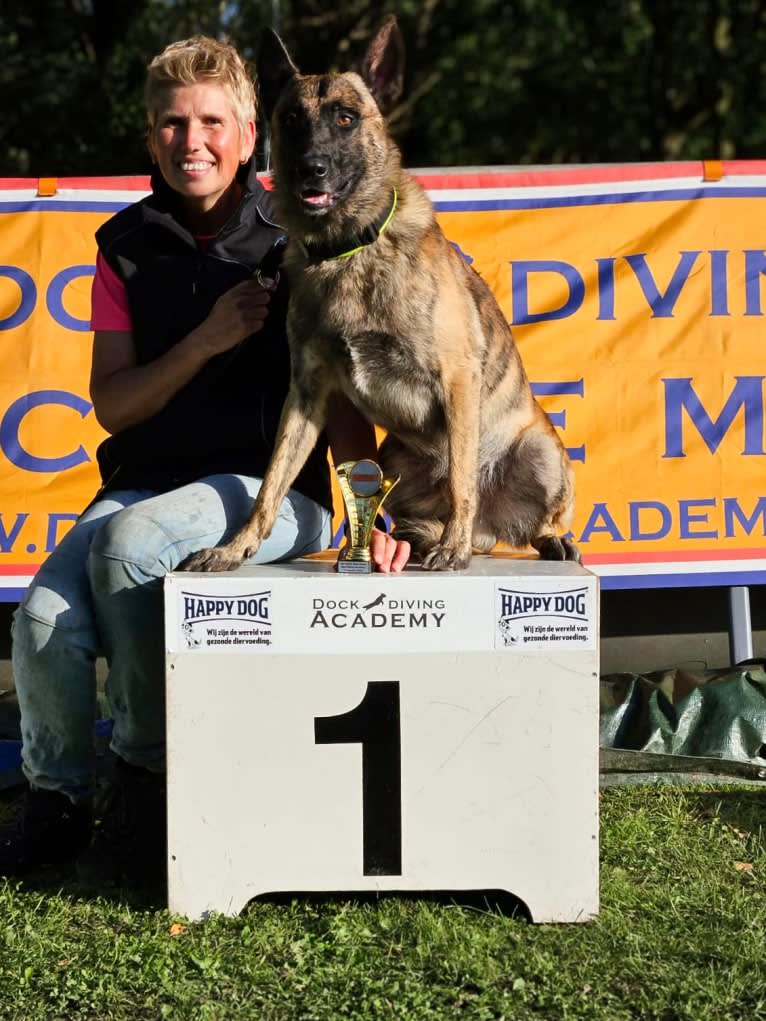 Xanu, a Dutch Shepherd and Belgian Malinois mix tested with EmbarkVet.com