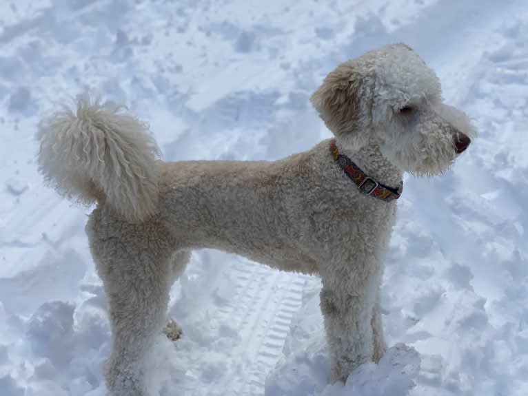 Sunny, an Aussiedoodle tested with EmbarkVet.com