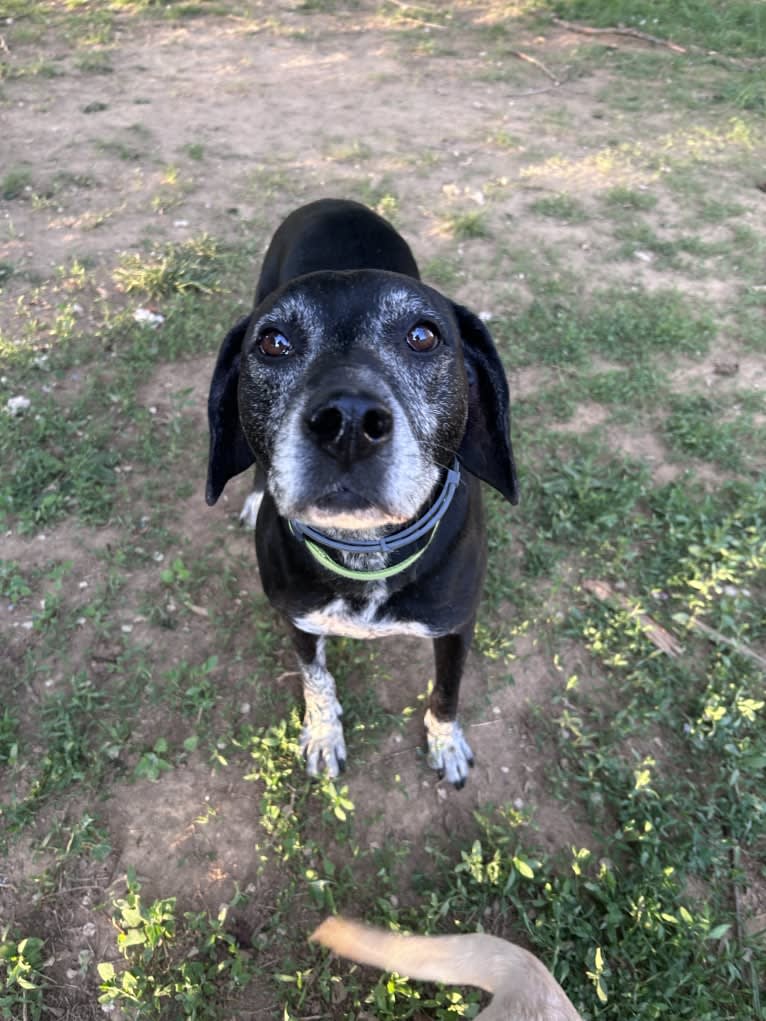 Rebel, a Beagle and American Pit Bull Terrier mix tested with EmbarkVet.com