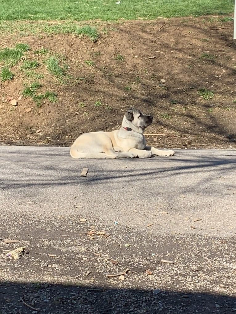 Wolf House Kimba, an Anatolian Shepherd Dog tested with EmbarkVet.com