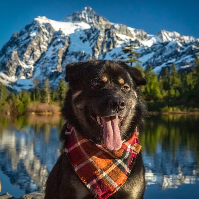 Kaiju Bear, an Akita and Alaskan Malamute mix tested with EmbarkVet.com