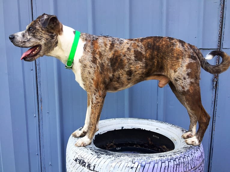 Hammer, a Boston Terrier and Australian Cattle Dog mix tested with EmbarkVet.com