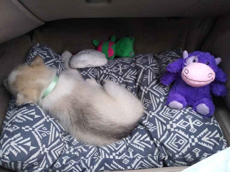 Everest, a Gerberian Shepsky tested with EmbarkVet.com
