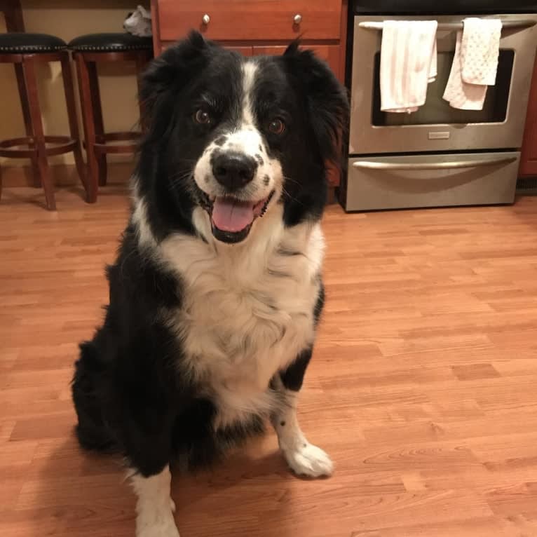 Apollo, a Border Collie and Australian Shepherd mix tested with EmbarkVet.com