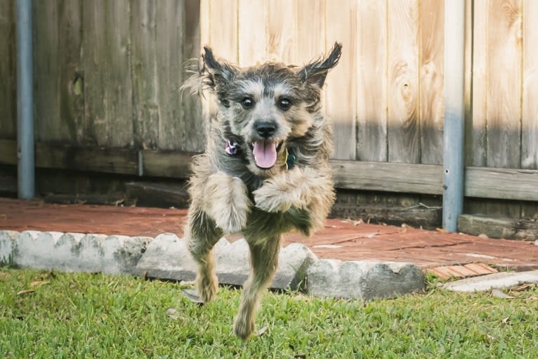 Merlin, a Miniature Schnauzer and Shih Tzu mix tested with EmbarkVet.com