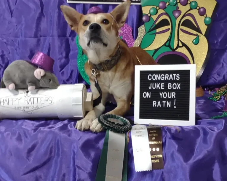 Juke Box, a Carolina Dog tested with EmbarkVet.com