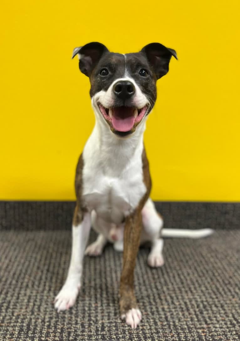 Pan, a Russell-type Terrier and Border Collie mix tested with EmbarkVet.com