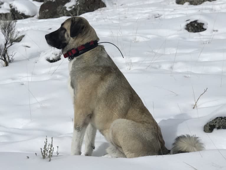 Argos, an Anatolian Shepherd Dog tested with EmbarkVet.com